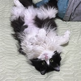 脆香米不会游泳