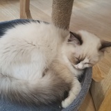 coco