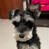 柚子