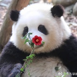 土拨鼠