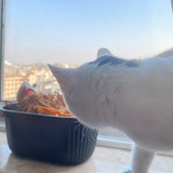 想做只懒猫