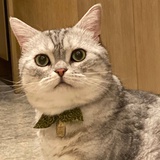 盼崽
