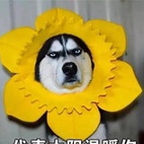 wowo