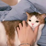 花少北（非本人