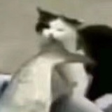 岚柒岚柒