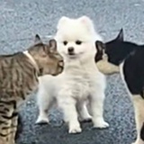 卫稞（精神体-