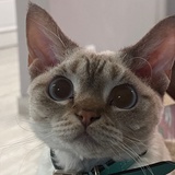 吃点蔬菜