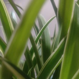 聆听