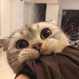 是李的喵啊