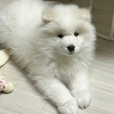 全图鉴吧QAQ
