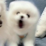 狗苏叶拉