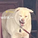 阿九