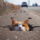树莓又欠