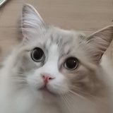 脾气不好的猫