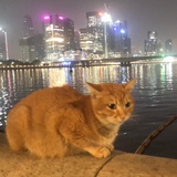 爱吃鱼的猫