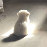 贝拉的宝