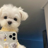 潇洒小狗