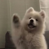 蝴蝶飞走了