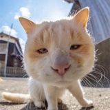 努力搞钱