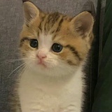 🐈