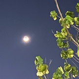 油炸老干妈