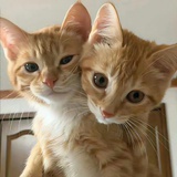 明天就去看熊猫