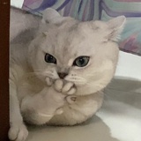 鸭鸭好好生活