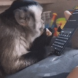 关键词