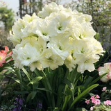 花友东莞珊