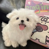 耶不耶_