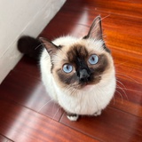 泮
