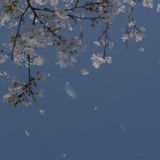 津川