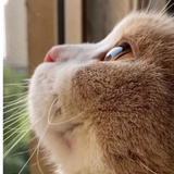 小透明