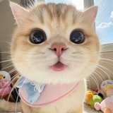 momo
