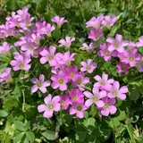 王小虫