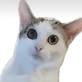 每天一杯橙C