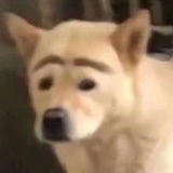 橙子味橘子