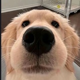 Kooookie