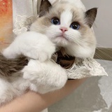 小葵不挑食