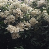 一捧山茶