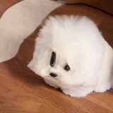 张小新