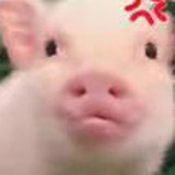 巴卡巴咔