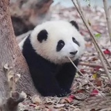 小熊脆啵啵