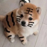 枝枝