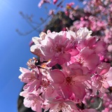 丽达