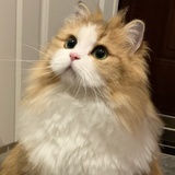 蜡笔宝宝