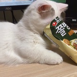 熊猫蓝兔