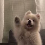 大耳朵提提