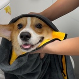 39妈咪🐶
