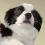 一口一个小朋友